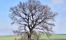 Вземат под закрила две 300-годишни дървета в Хасковско