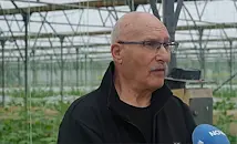 Производител: За Великден ще има български краставици, а за Герговден - и домати