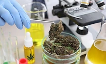 Учени разбиха митове за медицинската марихуана