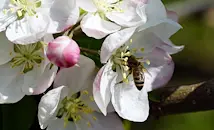 Растенията сверяват биологичния си часовник според насекомите