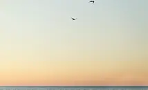 Студент откри нов вид птица от Галапагос