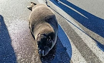 Тюлен монах пропълзя по шосе в Гърция