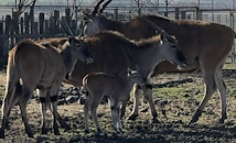 Бебе от вида антилопа кана се роди в Бургас