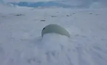 Разгадаха тайната на огромното яйце от Антарктида