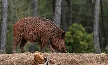 Дивата свиня спасява баланса в горите