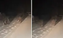 Четири мечета изскочиха на заснежен път в Родопите