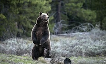 Райчо Гънчев: Не бягайте при среща с мечка, пуснете и музика