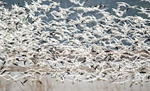 Хиляди снежни гъски превзеха небето над Пенсилвания