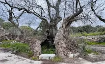 Турист откри 2000-годишен чинар в Турция