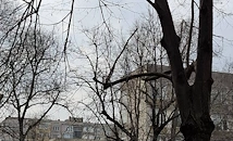 Счупени клони на липи застрашават русенци