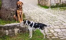 Започват преброяване на уличните кучета в Русенско