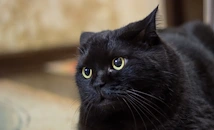 Посрещаме втория пореден петък 13-и за тази година