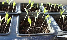 Лесен трик събужда семената на пипера светкавично