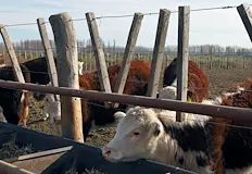 Опасното заболяване засяга говеда овце кози и свине разпространява се