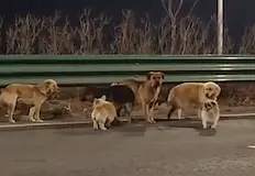 Доброволци следиха с дронове невероятното пътешествие на животнитеСедем домашни кучета