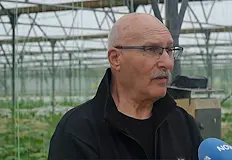 Евтин албански внос подбива цените на родните производителиБългарските оранжерийни производители