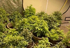 Арестуваха мъж от Сандански за отглеждане на марихуана в къщаСлужители