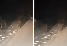 Зимната обстановка в Родопите прави срещите с диви животни изключително