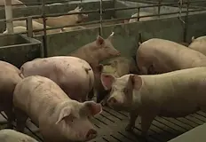 Еврото срина с една пета потреблението на свинскоБългарите са намалили