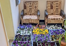 Местната администрация ще поднесе цветята на представителките на нежния пол