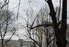 Жители на блок Никюп алармират за увиснали клониСчупени клони от