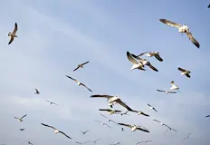 Стилиана Генчева Мъртвите птици край Шабла нямат птичи грипЛабораторните проби