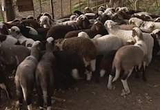 Полицията задържа крадците за часове животновъдите стягат охраната с камериДни