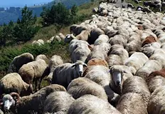 Епизоотичната комисия заседава днес заради огнища на чума в РумънияОбластната
