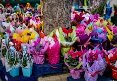 Осмомартенската подготовка изпълни търговските площи с пролетни цветяБроени дни преди