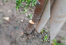 Растенията пред блок Глинка оцеляха едва няколко дниВандалска проява срещу