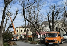 ОП Паркстрой ще изреже опасно изгнило дървоДвижението по алея Лилия