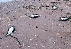 Експерти отхвърлиха птичия грип като причина за екокатастрофатаМистериозна екологична трагедия