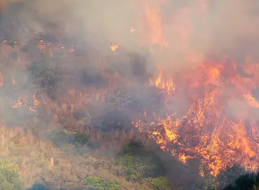 70 декара широколистна гора изгоряха в Русенско за година