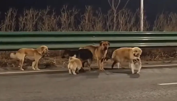 Доброволци следиха с дронове невероятното пътешествие на животните