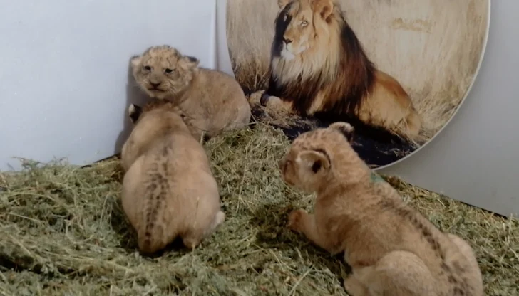 Младата двойка Елза и Лео отглежда първото си поколение в зоопарка