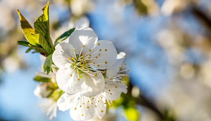 Обширен циклон носи дъжд и сняг преди Цветница Обширен циклон носи дъжд и сняг преди Цветница