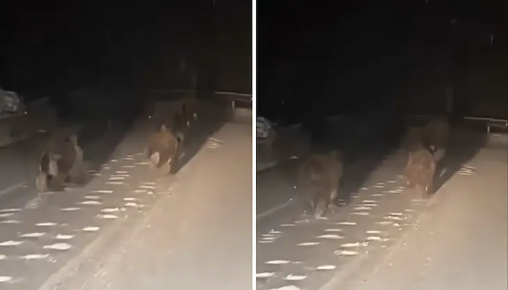 Зимната обстановка в Родопите прави срещите с диви животни изключително опасни