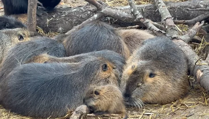 Малкото вече плува и се храни самостоятелно Малкото вече плува и се храни самостоятелно