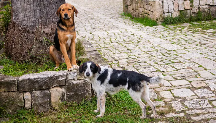 ОДБХ търси нерегистрирани домашни любимци по селата