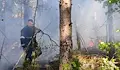 Паднал върху далекопровод бор запали гора в Русенско