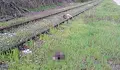 Откриха обезглавено куче на жп релсите в Русе