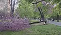 Силният вятър събори дърво в Парка на младежта в Русе