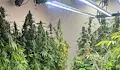 Полицията разби нарколаборатория за отглеждане на марихуана в Бреница