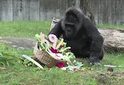 Най-възрастната горила в света навърши 69 години