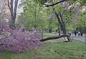 Силният вятър събори дърво в Парка на младежта в Русе
