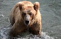 Кафява мечка обикаля около язовир "Кричим"