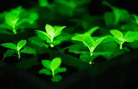 Учени създадоха светещи растения с гени от светулки