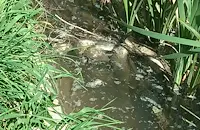 Стотици мъртви риби изплуваха в езерото "Липник"