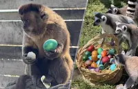 Животните в Бургас получиха великденски яйца