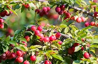 Пуснаха джанки по 45 евро за килограм